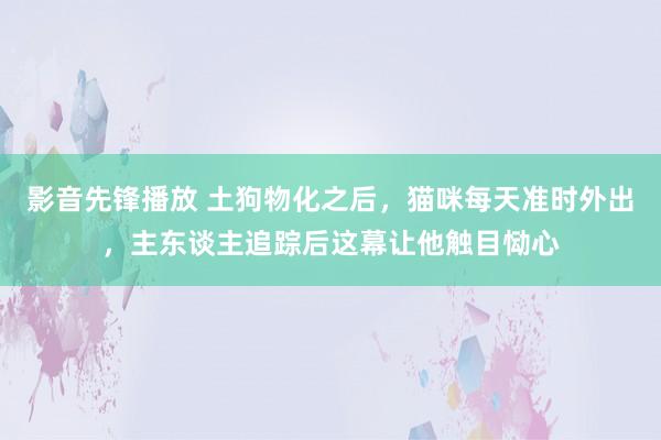 影音先锋播放 土狗物化之后，猫咪每天准时外出，主东谈主追踪后这幕让他触目恸心