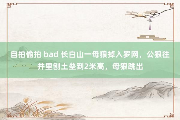 自拍偷拍 bad 长白山一母狼掉入罗网，公狼往井里刨土垒到2米高，母狼跳出